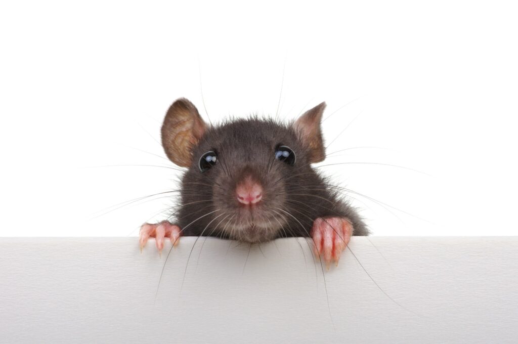 Hidden Remedies for Mice and Flea Control
