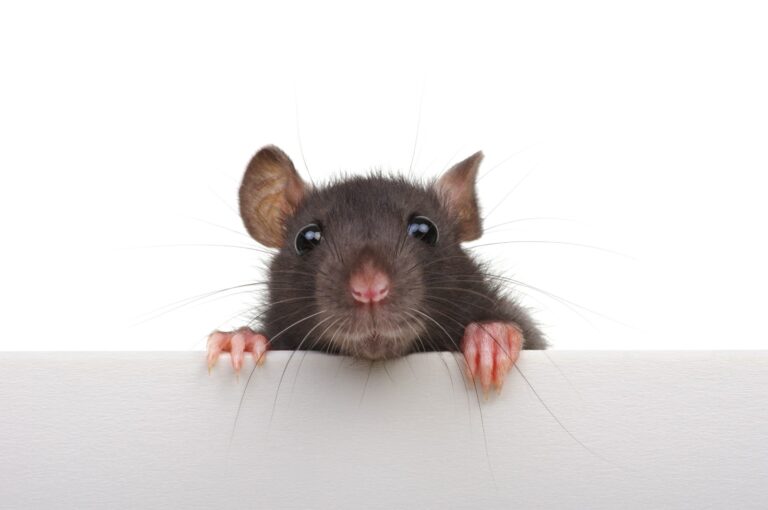 Hidden Remedies for Mice and Flea Control