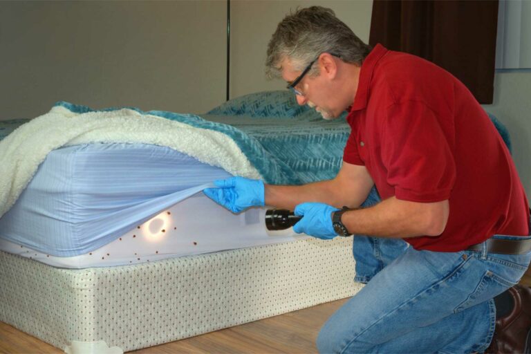 Safe DIY Bed Bug Eradication Methods in West Michigan