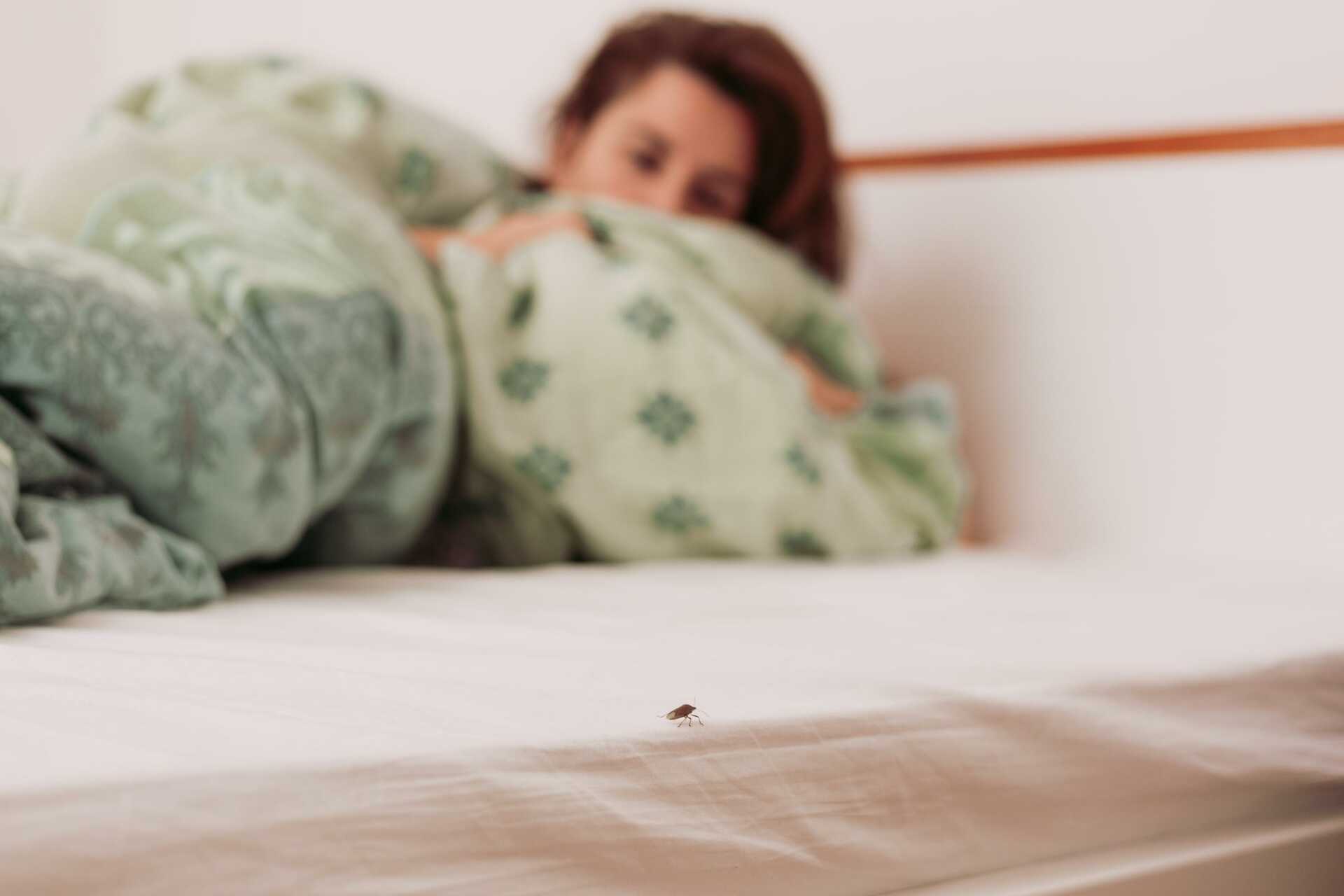 View of 3 Best Non-Toxic Bed Bug Solutions | Van Den Berge Pest Control