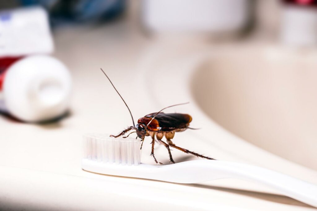 Cost-Efficient Pest Management Solutions for Businesses