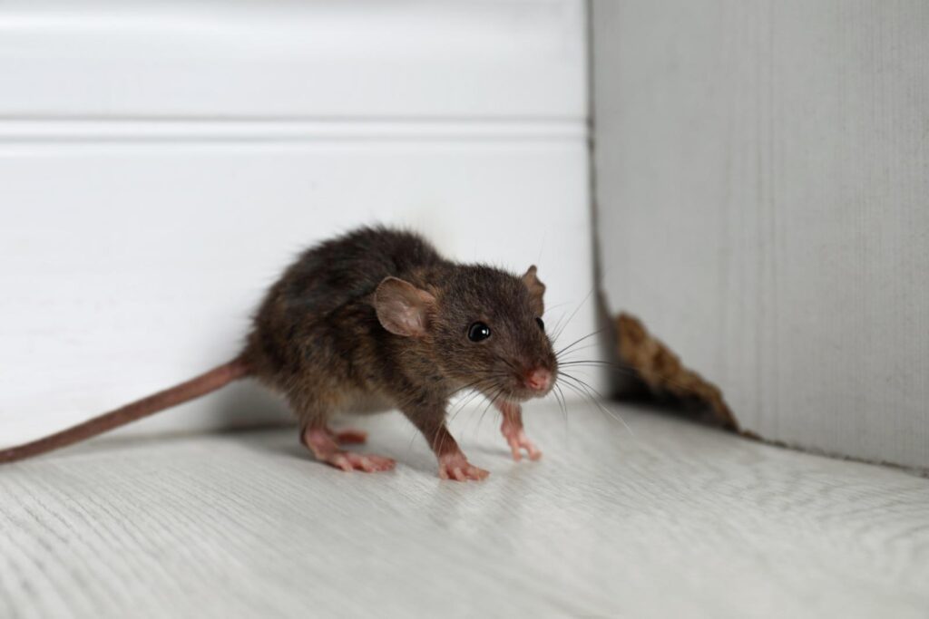 What Are Professional Flea Extermination Services?