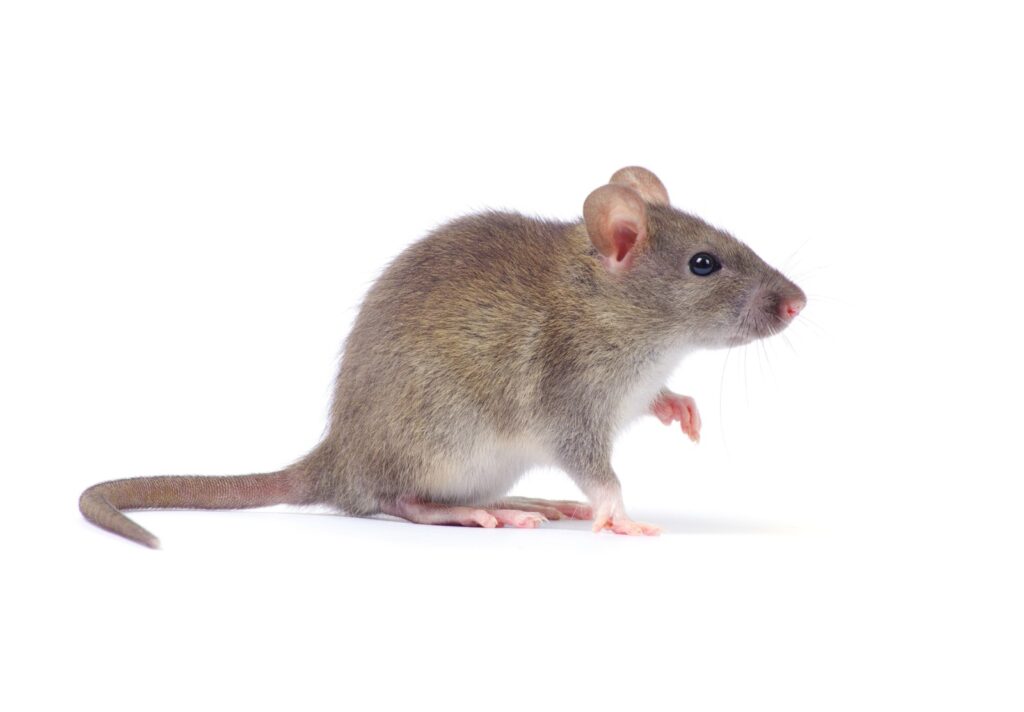 What Are the Best Pest Control Solutions for Mice and Fleas?