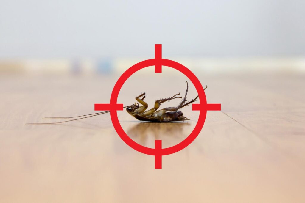 Comparing Top Flea Extermination Services for Pets