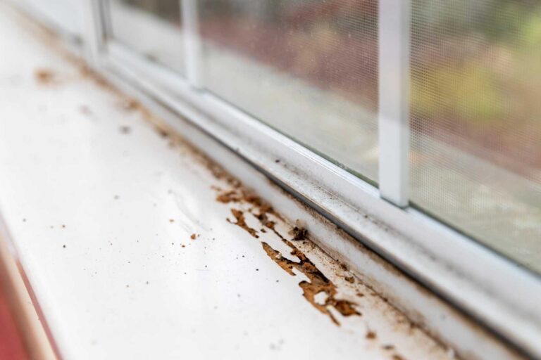 Affordable Termite Control Specialists in West Michigan: 7 Tips