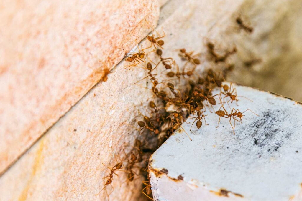 Effective Pest Control Solutions in West Michigan