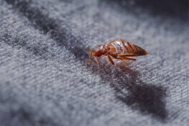 Natural Bed Bug Solutions Without Chemicals: a Guide