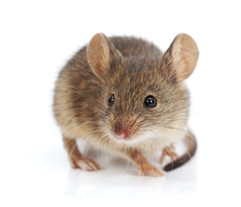 3 Best Natural Pest Control Solutions for Mice & Fleas