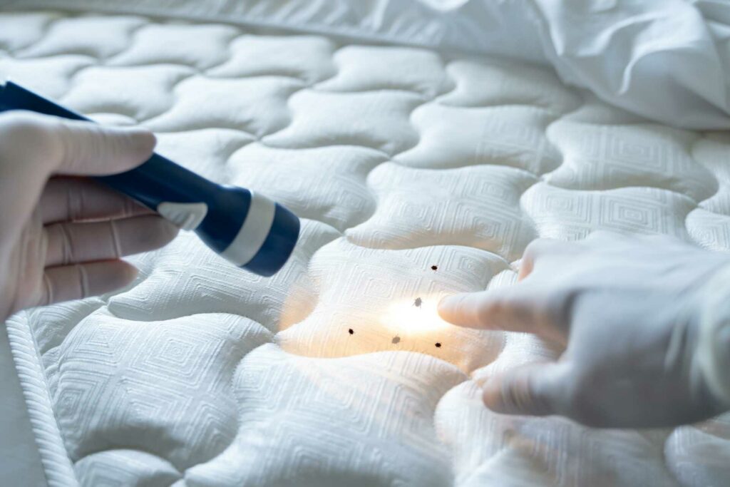 What Are Safe and Non-Toxic Bed Bug Eradication Methods?