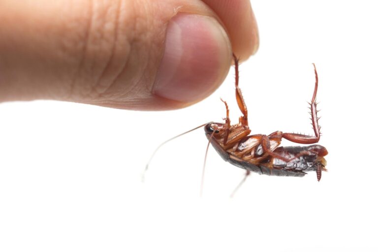 Top Indoor Ant Control Solutions for Homes