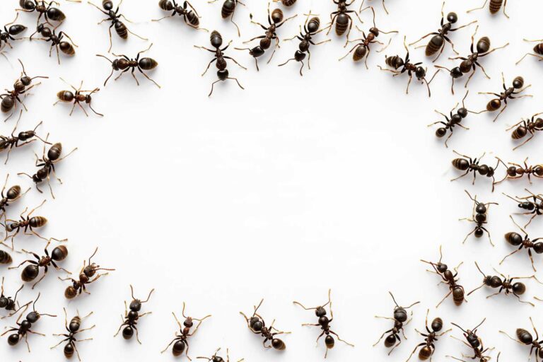 Rapid Ant Extermination Solutions in West Michigan