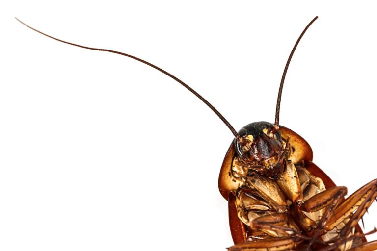 Top-Rated Indoor Ant Control Solutions for Homes