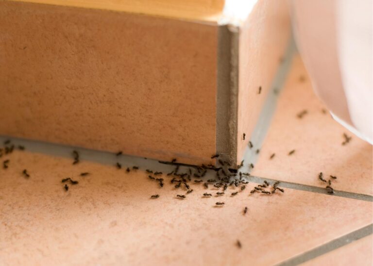 What Natural Methods Remove Indoor Ants?