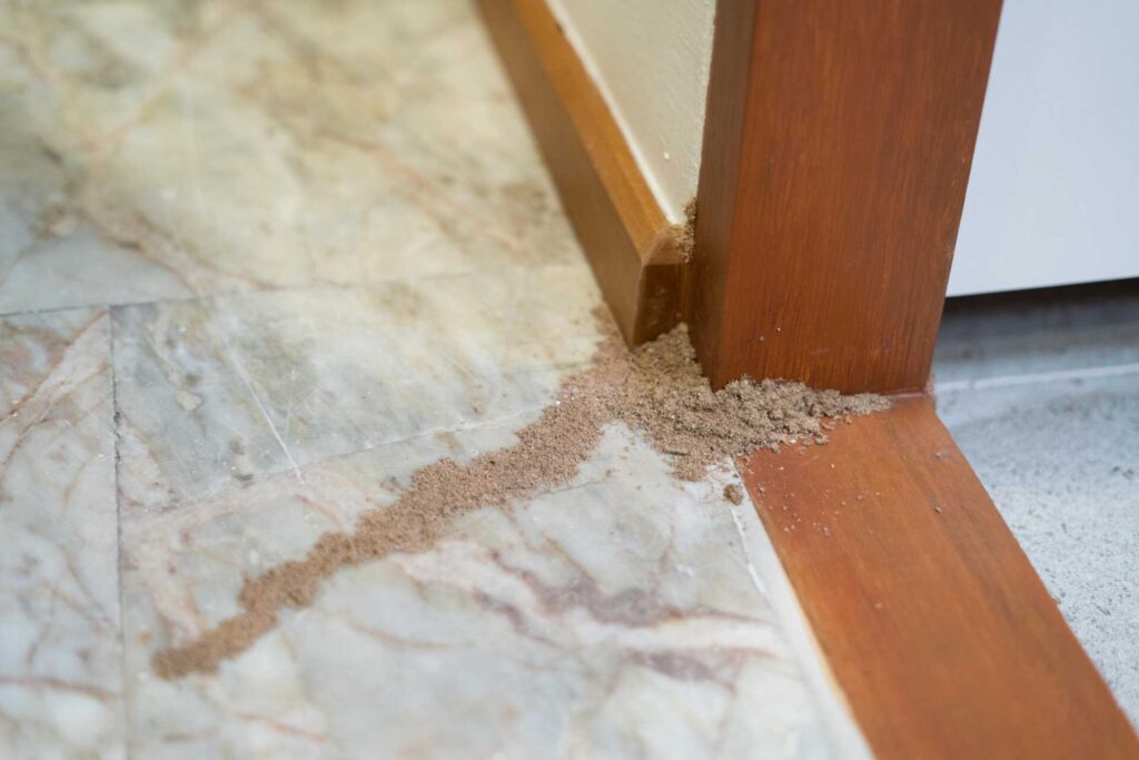 3 Best Eco-Conscious Termite Extermination Options in West Michigan