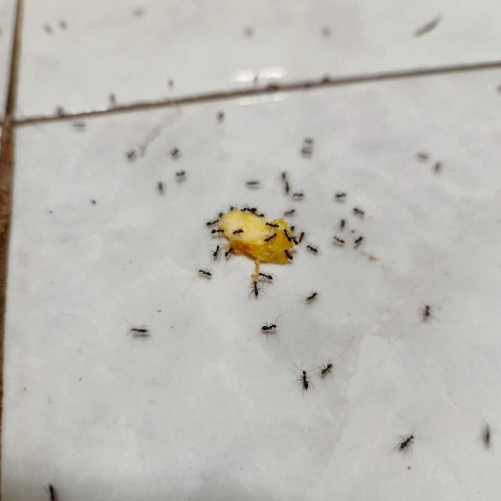 7 Best Termite Eradication Methods for Homes