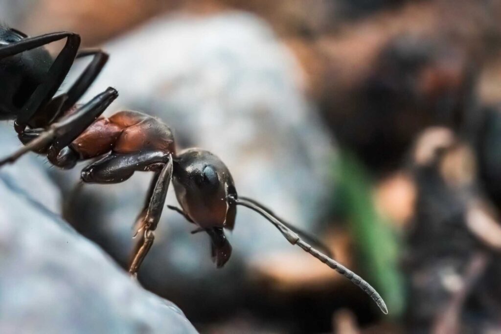 5 Eco-Friendly Ant Extermination Tips in West Michigan