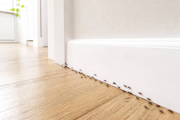 Ant Prevention Tips for Every Season