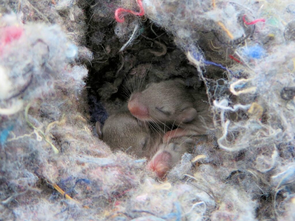 Mices on their nest, waiting for winter to pass. But are mice worse in winter? Yes, experts say.