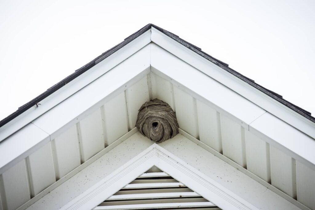 Bee and Box Elder Bug Removal