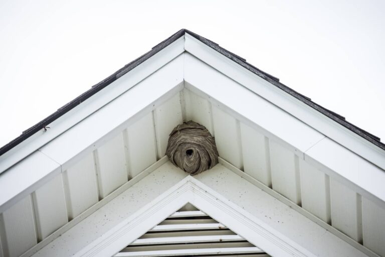 Bee and Box Elder Bug Removal