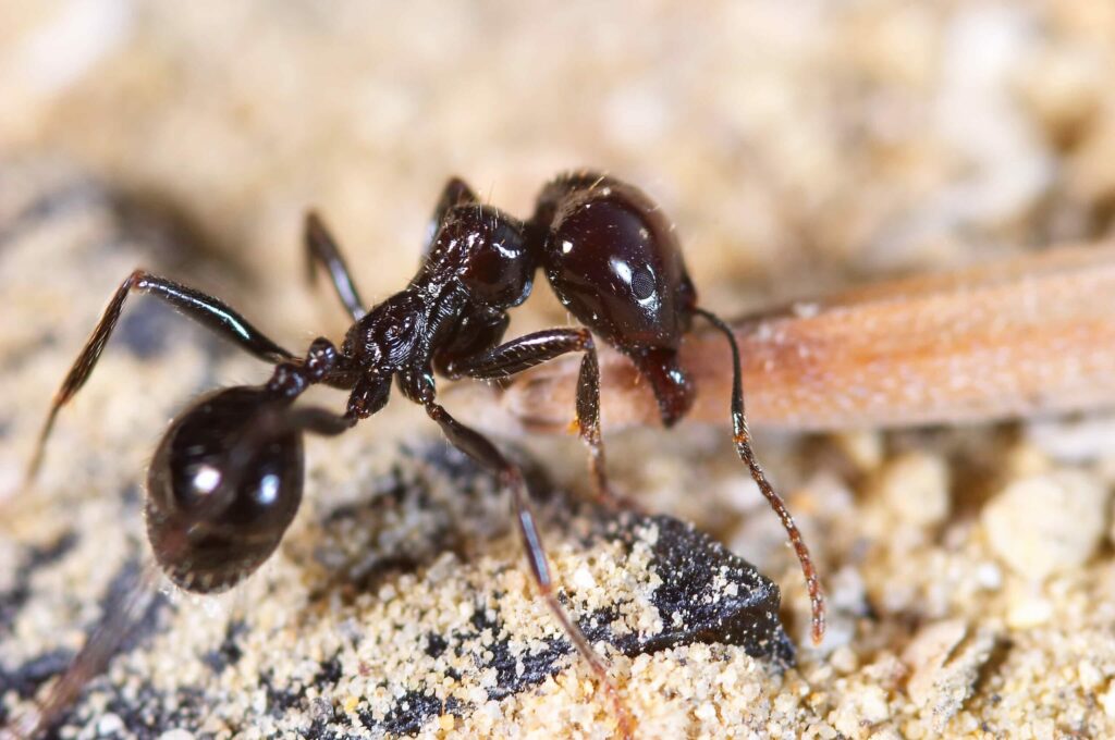 It is important to identify common ants of the Midwest.