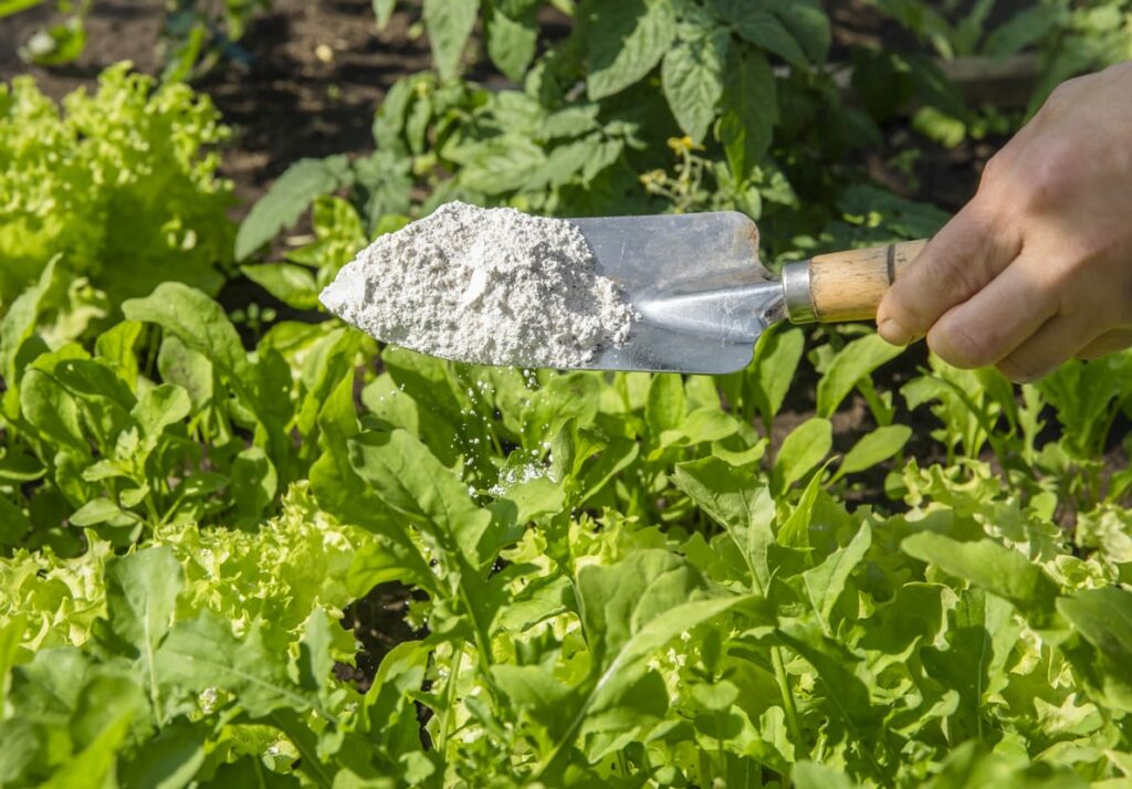 A trowel full of Diatomaceous Earth hovering over plants in a garden