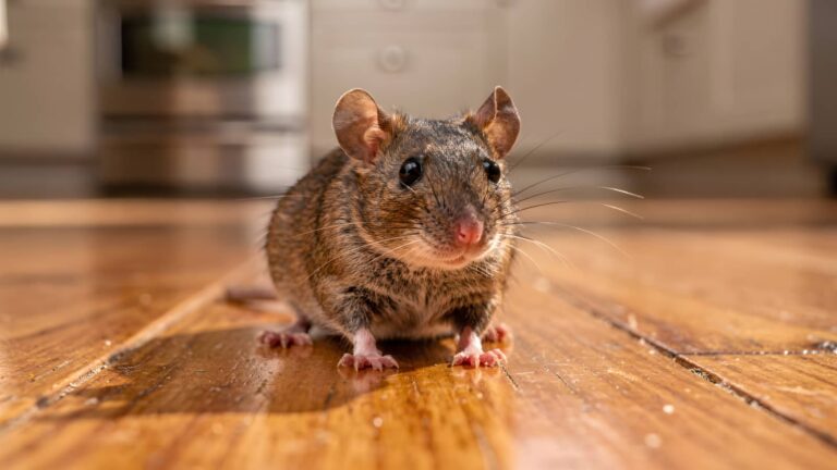Do Mice Go Away on Their Own? The Honest Answer