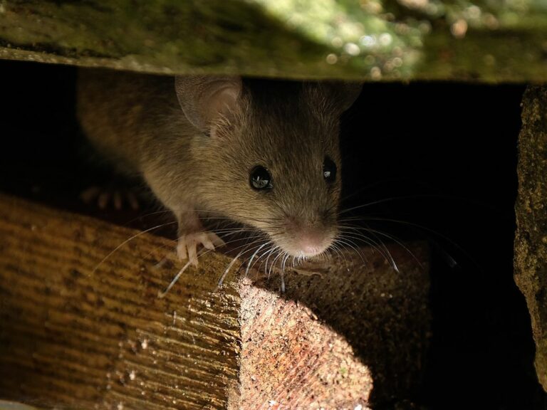 Mouse trying to hide from getting cold. Does it get too cold for mice? Yes, at some point they'll seek shelter if they can't burrow in the ground.