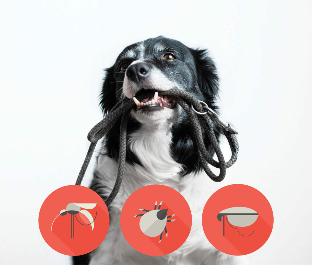 Prevent fleas from entering your home on pets. A dog with a leash in its mouth