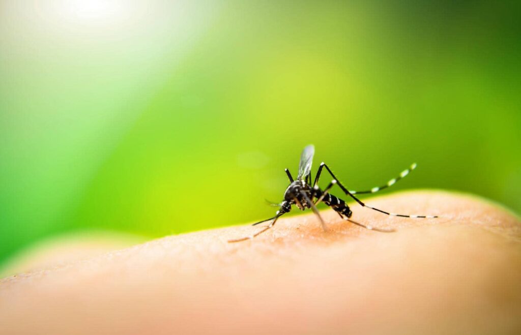 Mosquito feeding on human skin