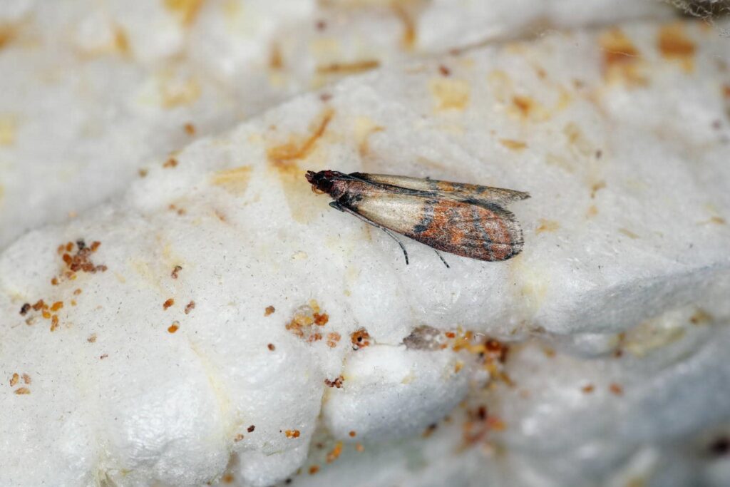Close-up of Indian meal moth on food