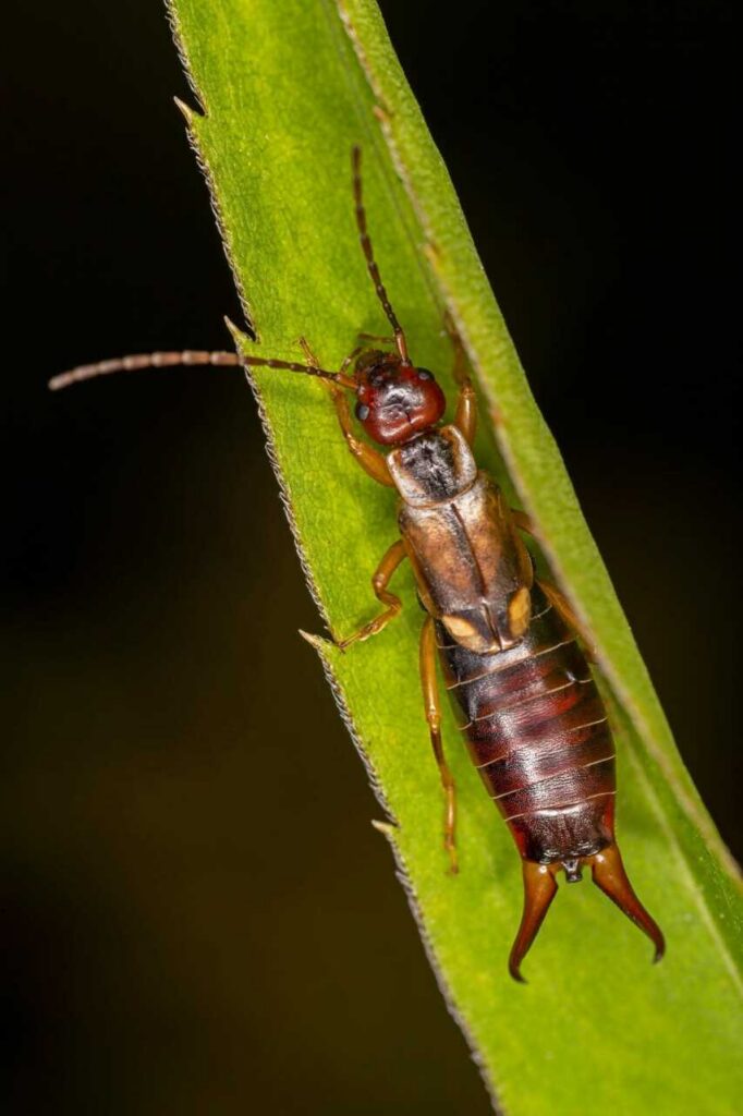Close-up of an earwig on leaf