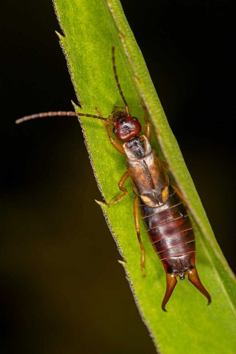 Close-up of an earwig on leaf