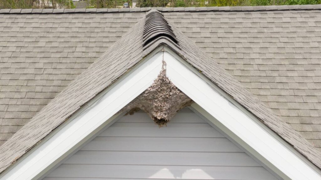 Expert Colony Removal for Persistent Pests