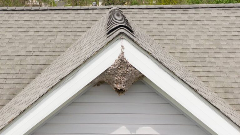 Expert Colony Removal for Persistent Pests