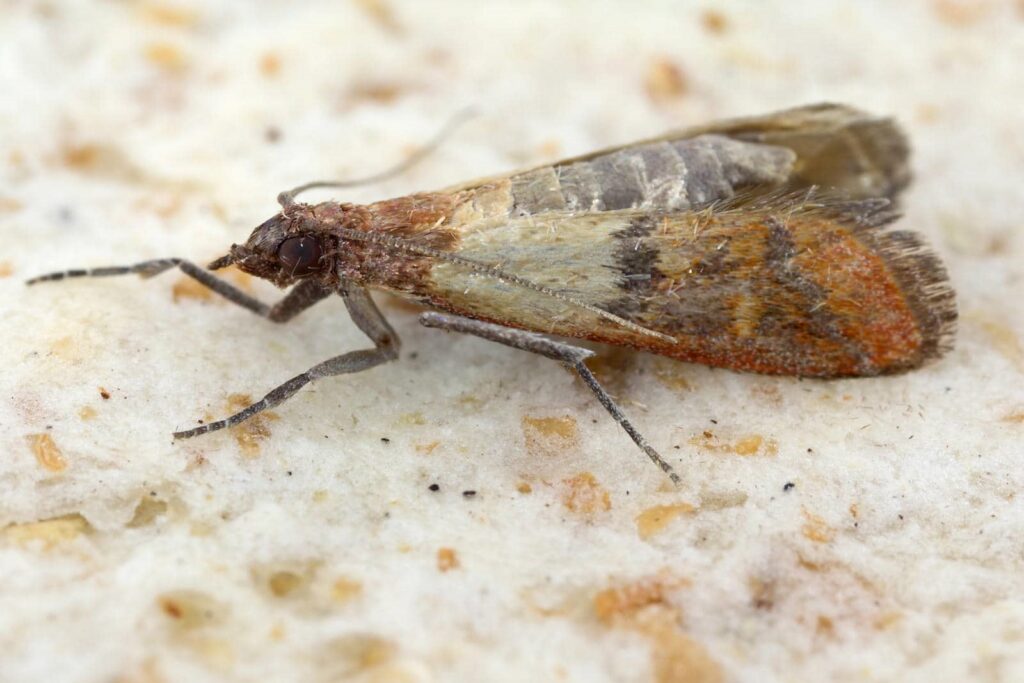 Expert Tips for Managing Indian Meal Moths