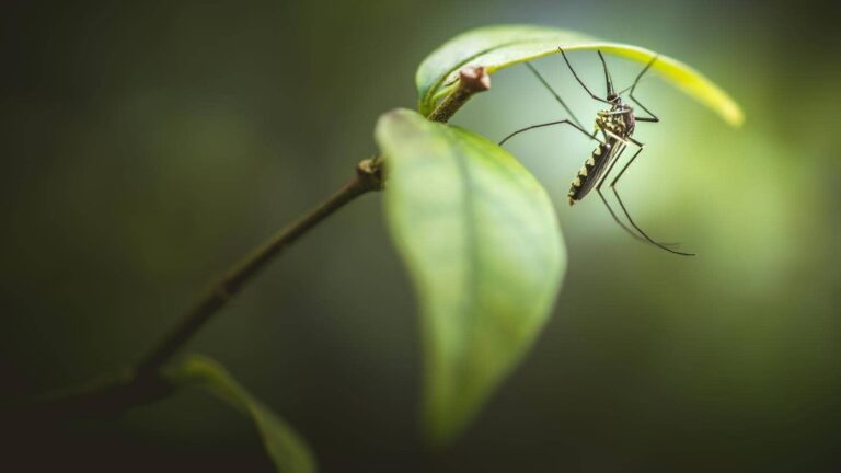 Close-up of a mosquito on leaf