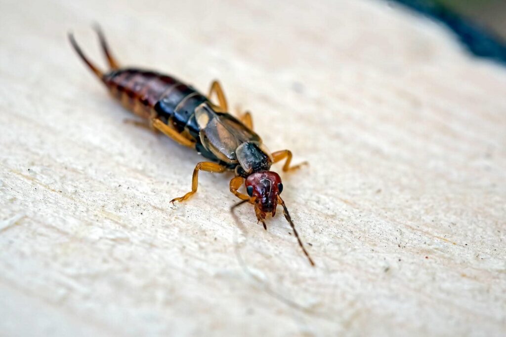 Guide to Eco-Friendly Pest Control Strategies