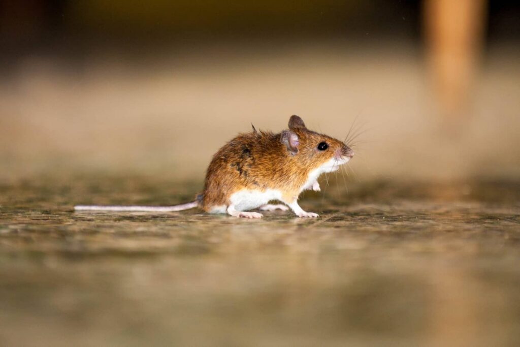 How Much Does Mice Extermination Cost in West Michigan?