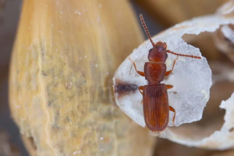 How to Control Springtails and Flour Beetles