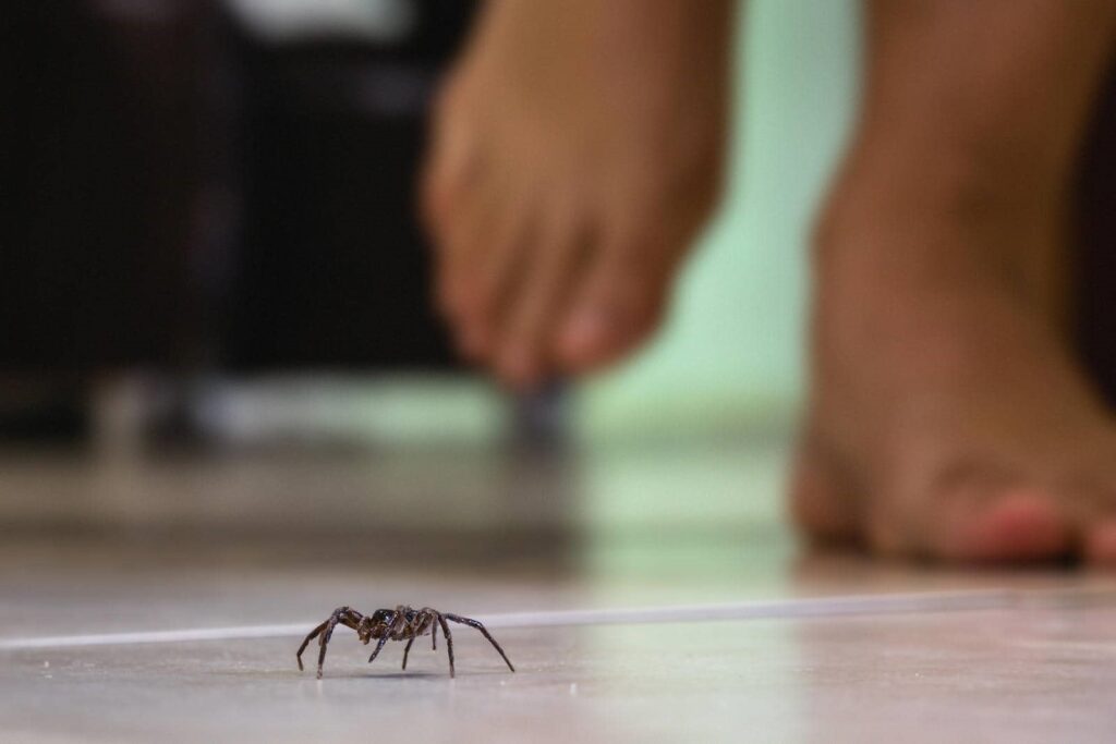 Spider on floor near bare foot