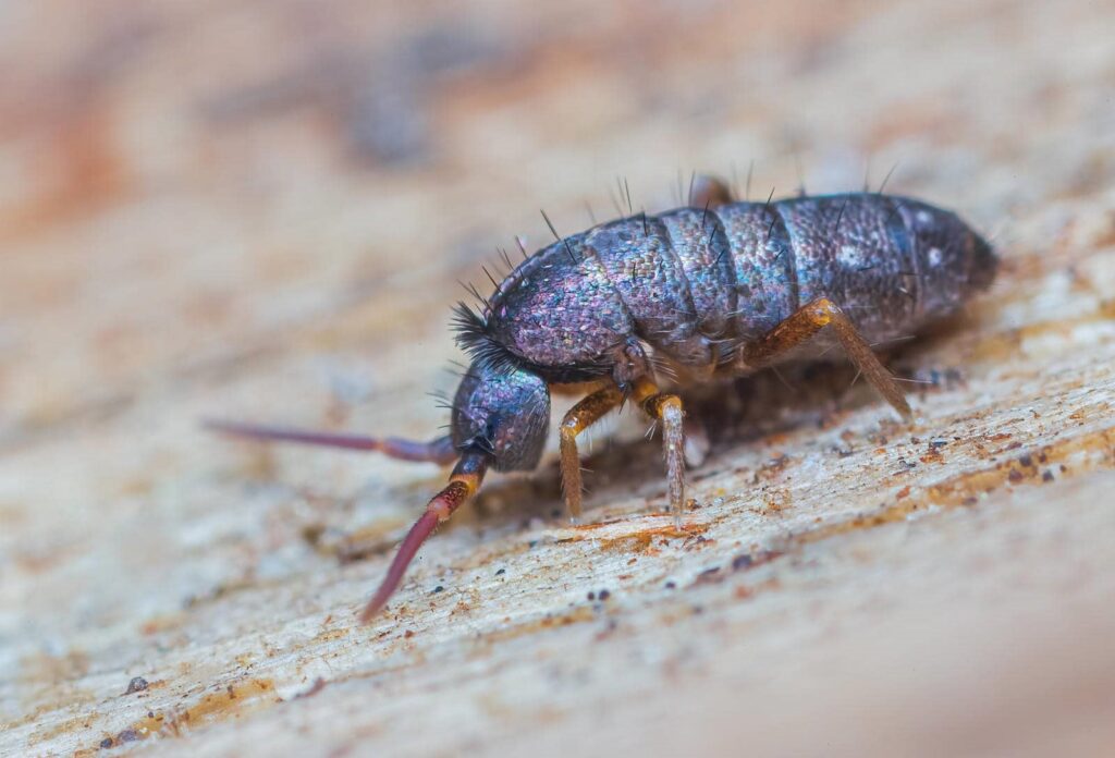 How to Hire Springtail Extermination Experts