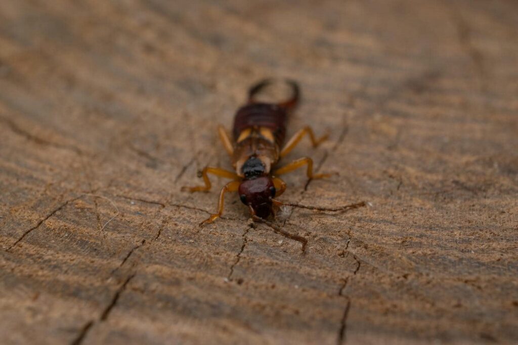 Close-up of an earwig insect.