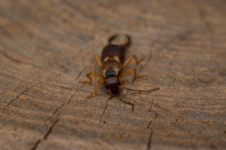 Close-up of an earwig insect.