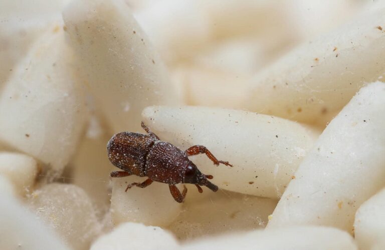 How to Remove Red Flour Beetles