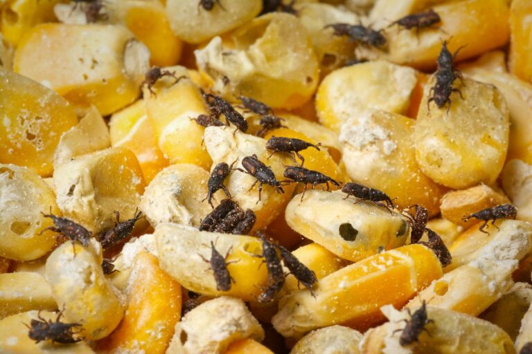 Identifying Weevils in Your Pantry: Key Signs