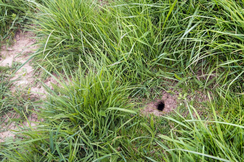 A hole in the ground can mean many things, but it's often a sign pests have burrowed in. Keep outside pests outside with Van Den Berge.