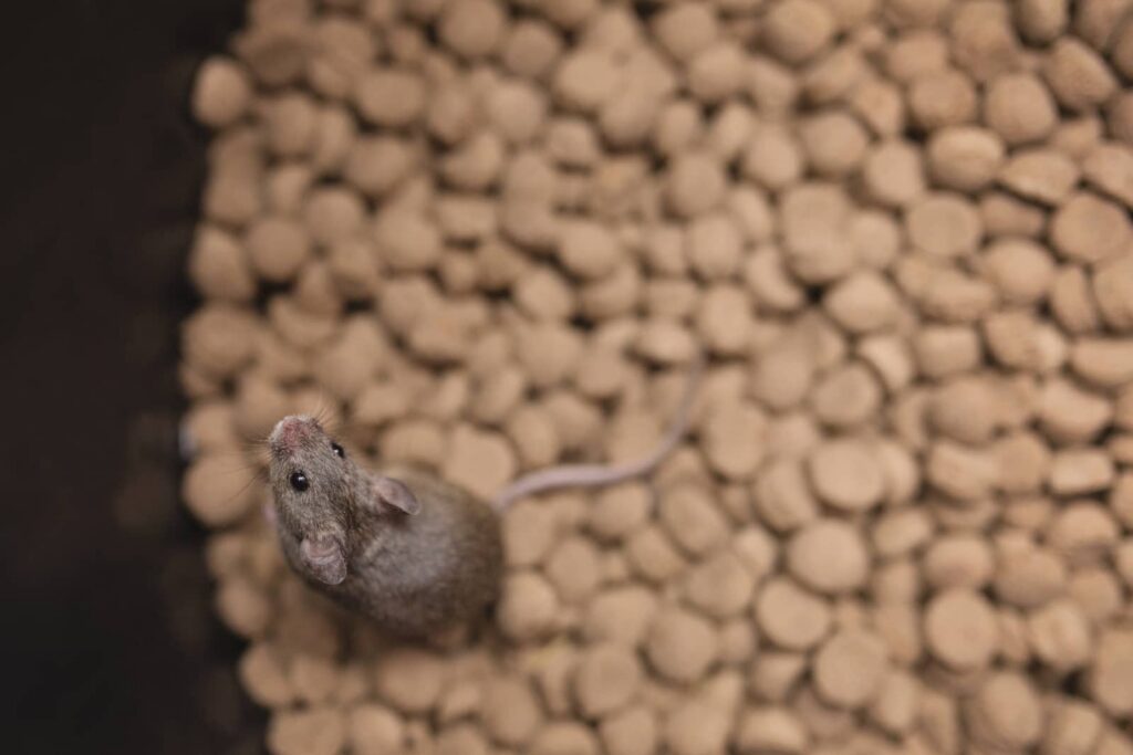 Mice Removal: The Complete Guide for West Michigan Homeowners