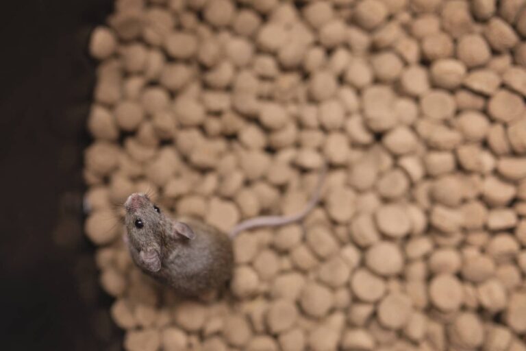 Mice Removal: The Complete Guide for West Michigan Homeowners