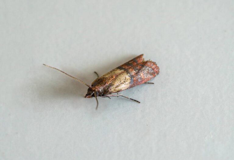 Close-up of an Indian meal moth